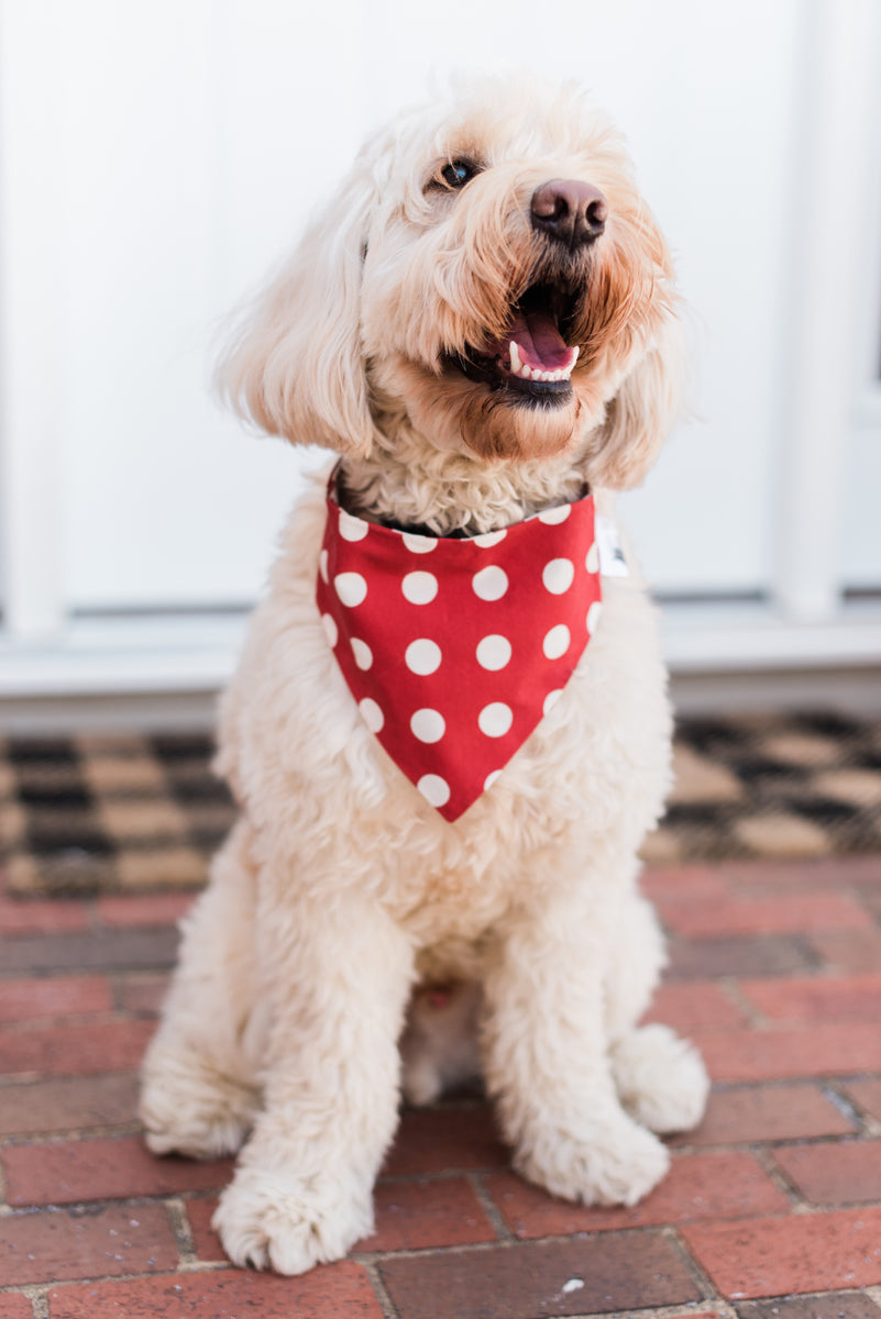 Space City Slip-Over the Collar Dog Bandana